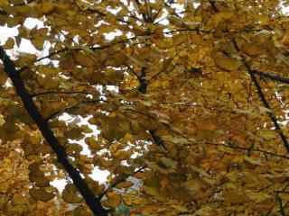 秋天的风光落叶银杏高清电脑桌面主题壁纸(2)