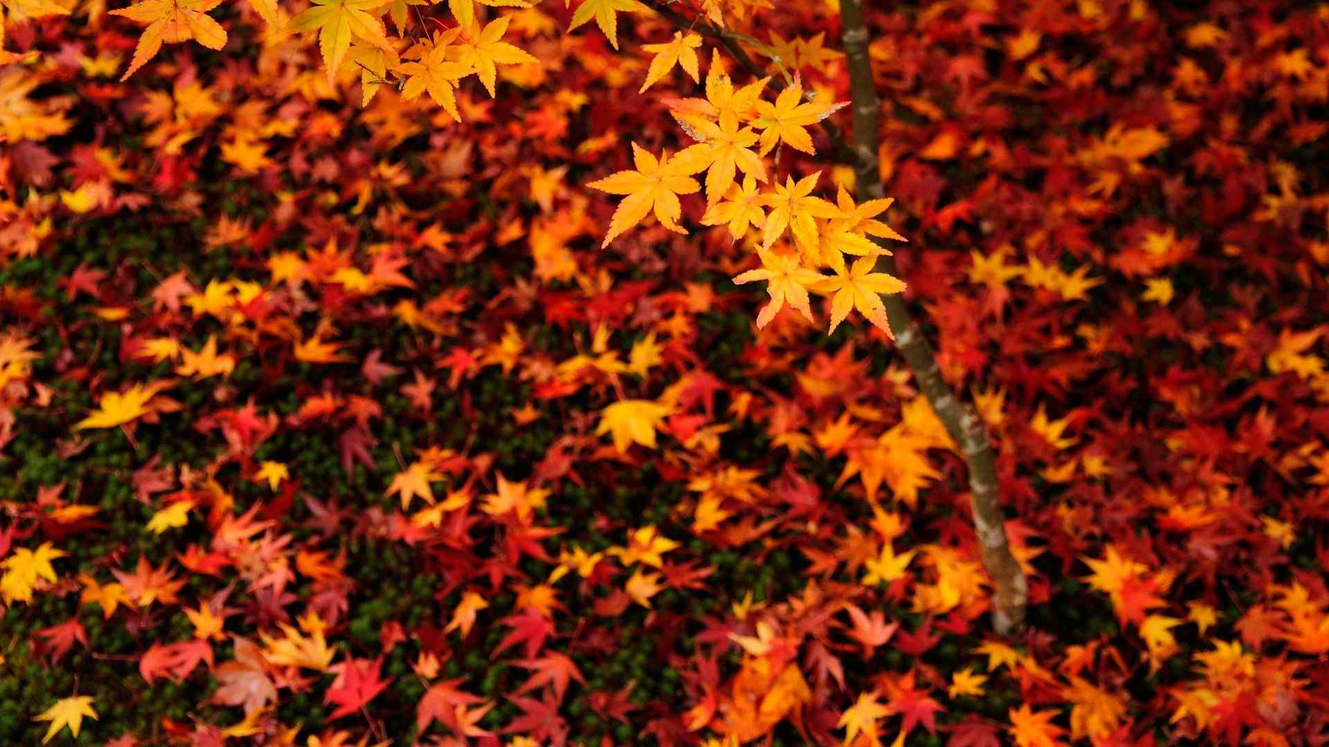 精选美丽的秋天红叶唯美图片桌面壁纸（1）