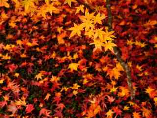 精选美丽的秋天红叶唯美图片桌面壁纸（1）