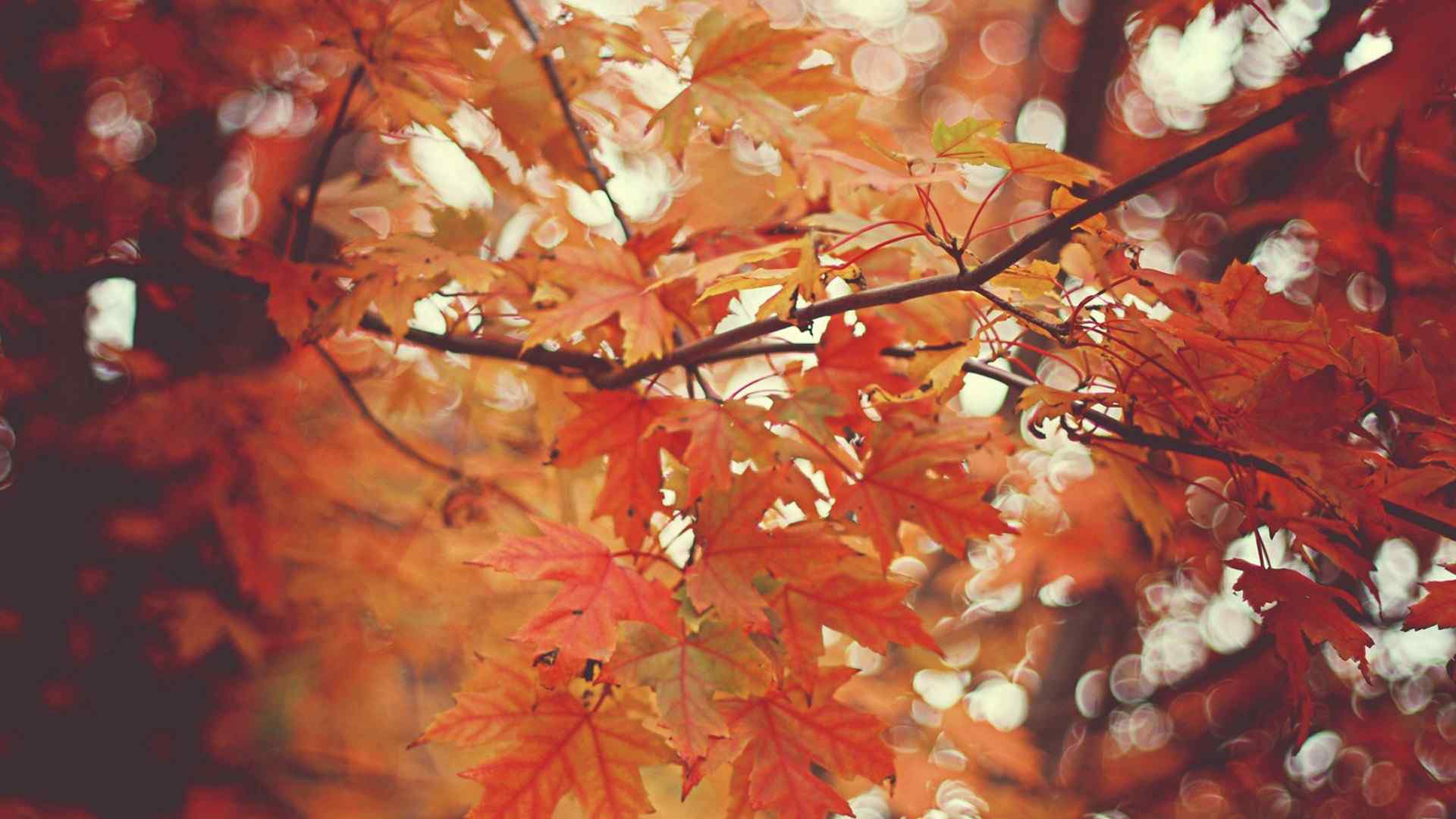 精选美丽的秋天红叶唯美图片桌面壁纸（2）