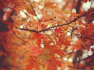 精选美丽的秋天红叶唯美图片桌面壁纸（2）