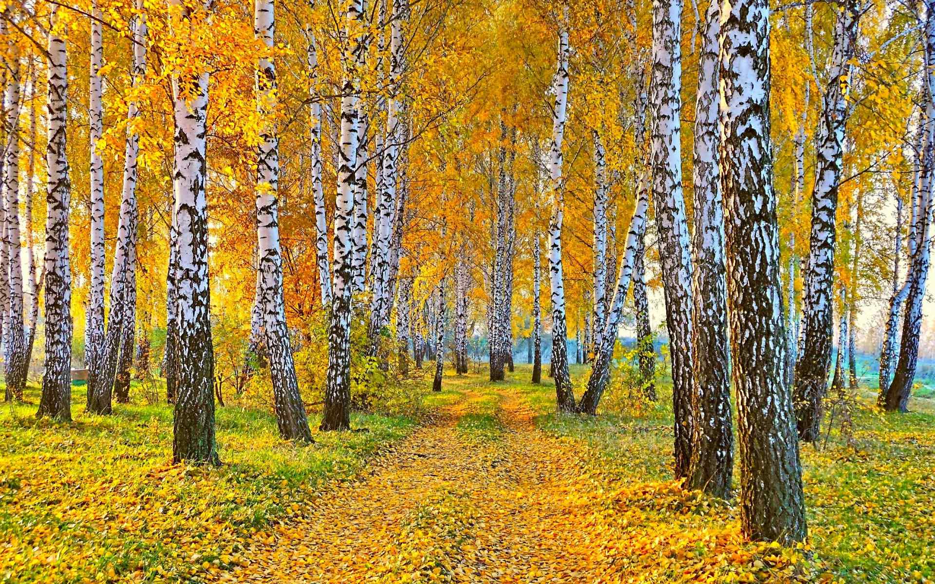 秋意浓之秋天的白桦林唯美自然风光桌面壁纸第一辑