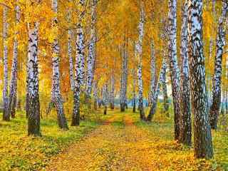 秋意浓之秋天的白桦林唯美自然风光桌面壁纸第一辑