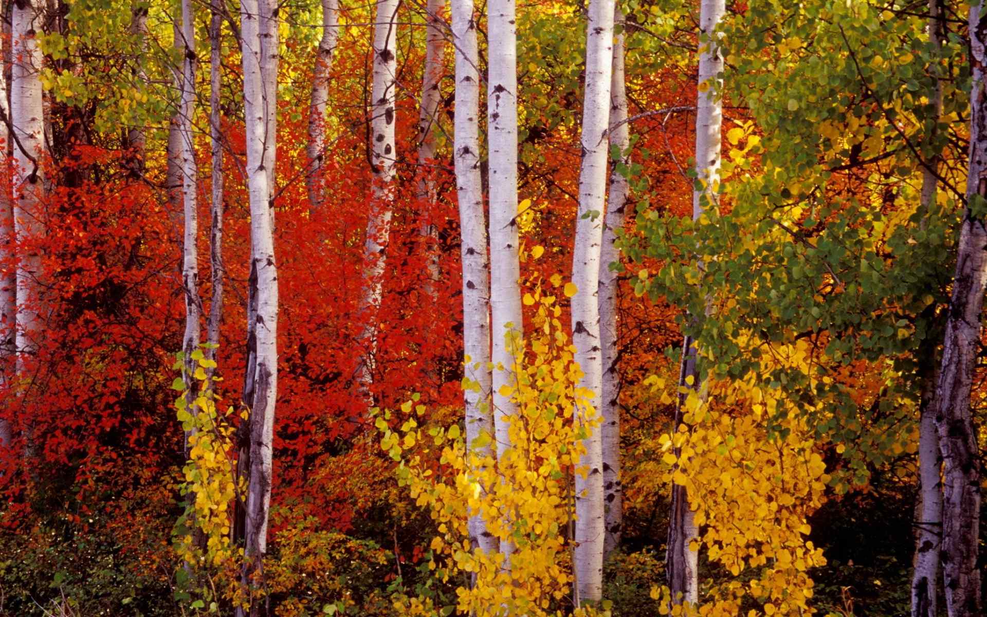 秋意浓之秋天的白桦林唯美自然风光桌面壁纸第二辑
