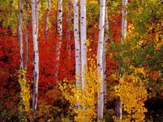 秋意浓之秋天的白桦林唯美自然风光桌面壁纸第二辑