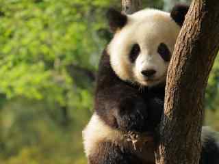 可爱的国宝熊猫高