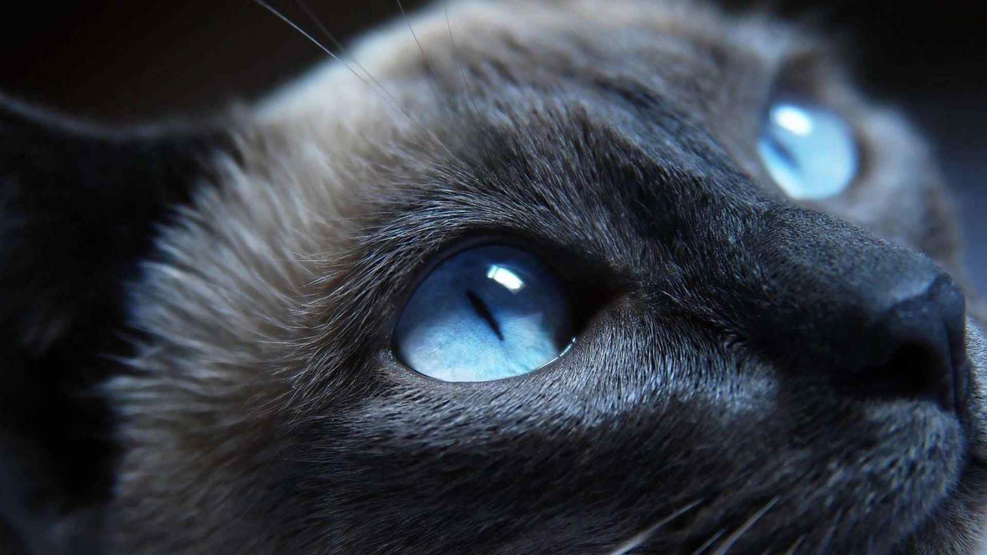 双眼幽蓝的宠物黑猫桌面壁纸