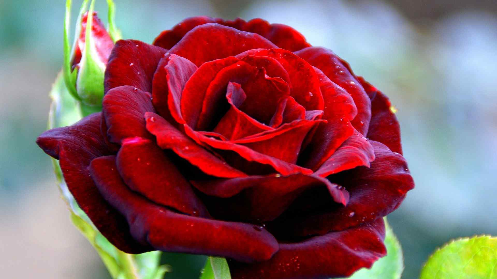 情人节红色玫瑰高清电脑桌面壁纸