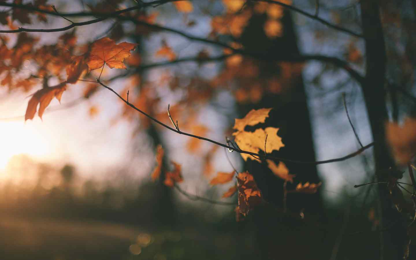 深秋的一片叶子桌面壁纸