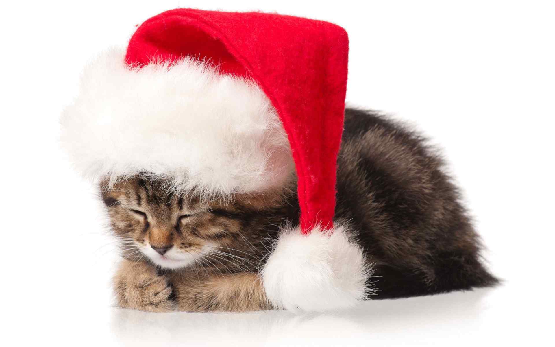 戴着圣诞帽的猫星人桌面壁纸