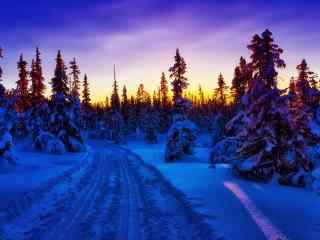 冬日雪松林美景壁纸