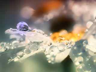 花瓣上晶莹的小水