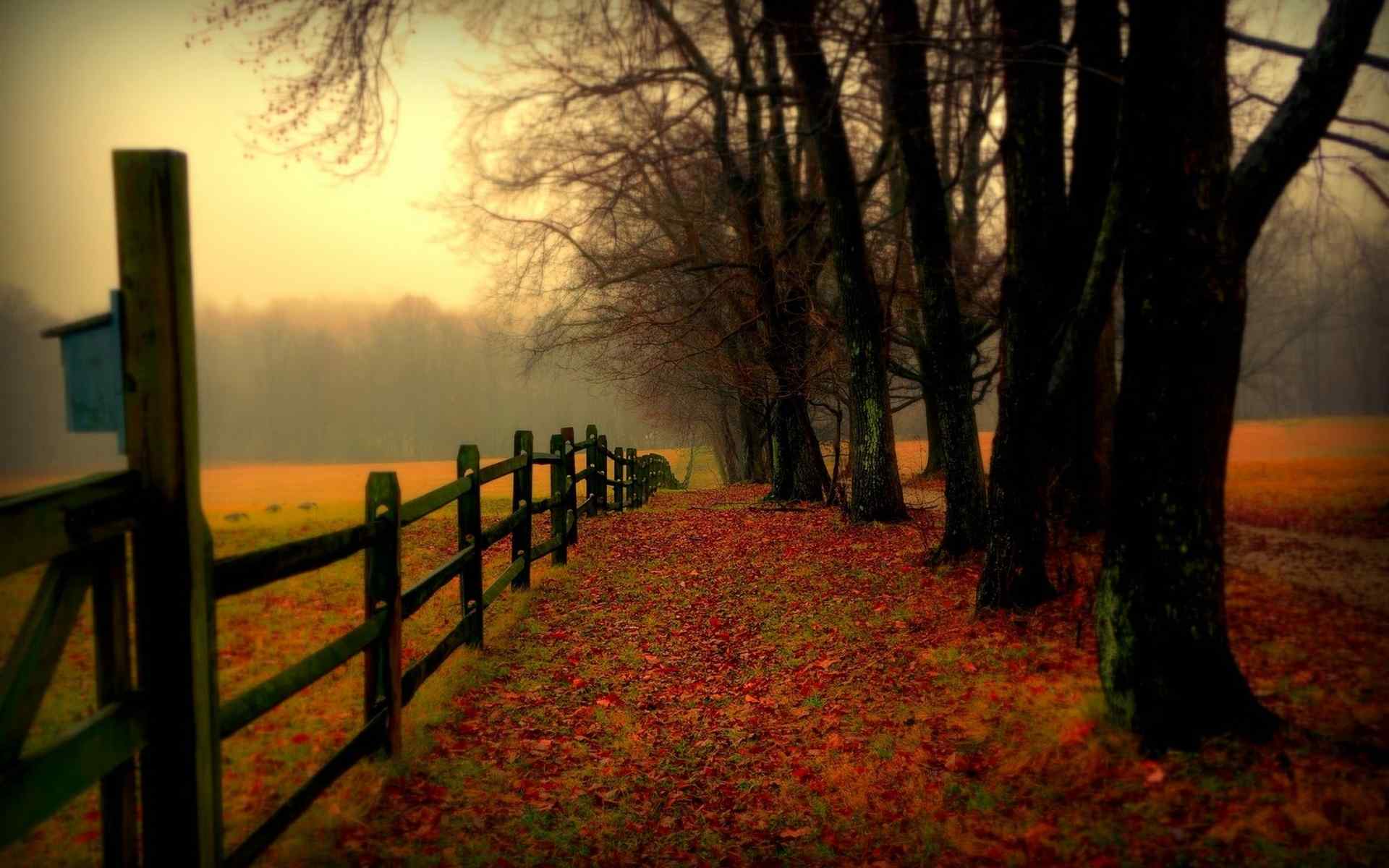 深秋的清晨遍布落叶林荫道桌面壁纸