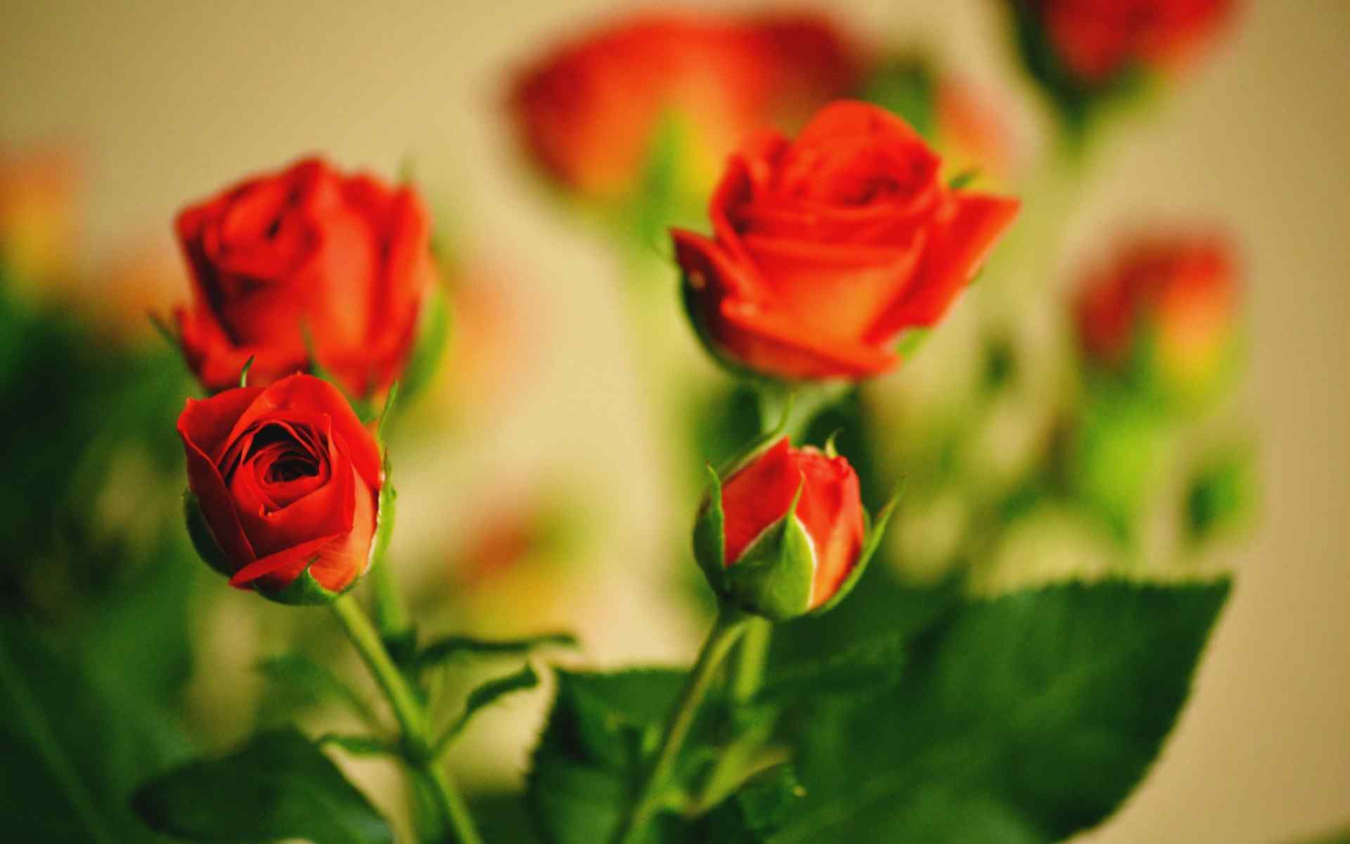 娇艳的玫瑰花高清桌面壁纸
