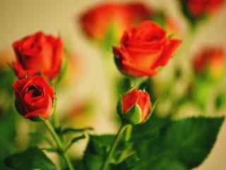 娇艳的玫瑰花高清桌面壁纸
