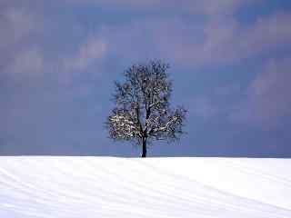 冬日白雪皑皑风景