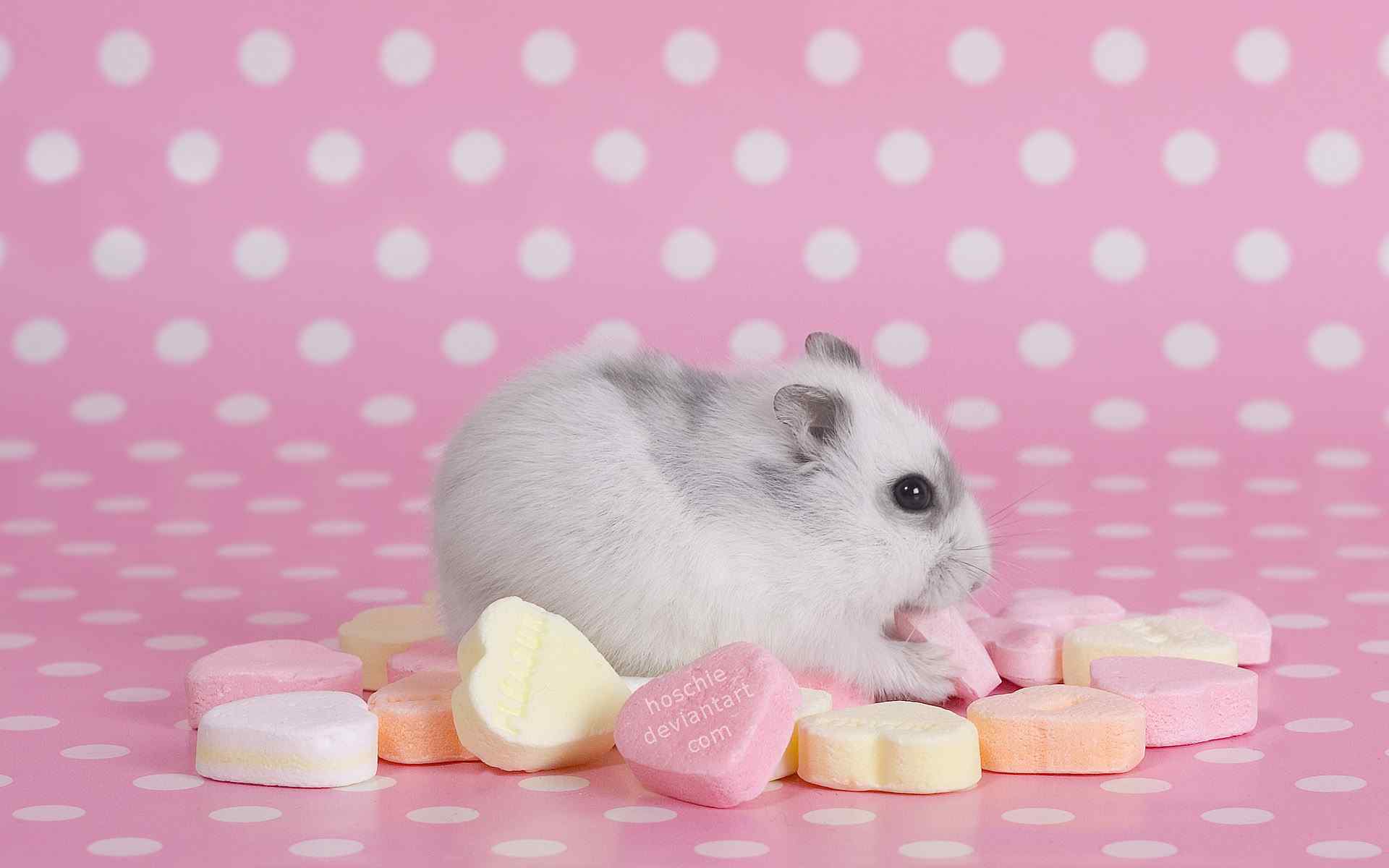偷吃糖果的小白鼠桌面壁纸