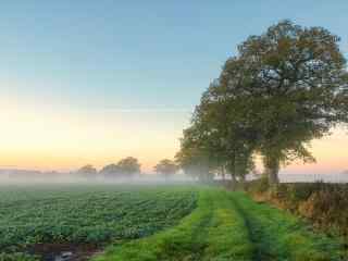 绿色护眼晨曦薄雾下的田地壁纸