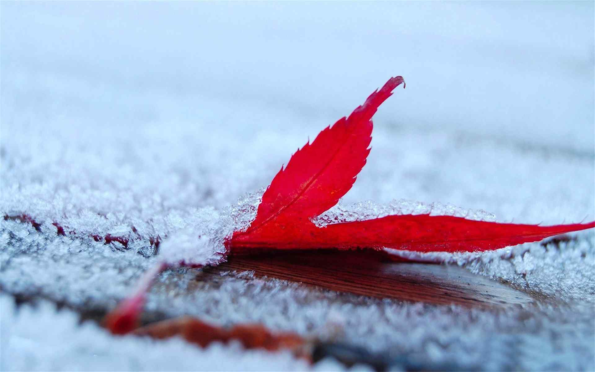 红枫叶上的初雪桌面壁纸