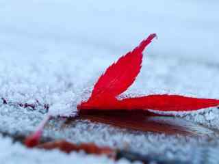 红枫叶上的初雪桌面壁纸