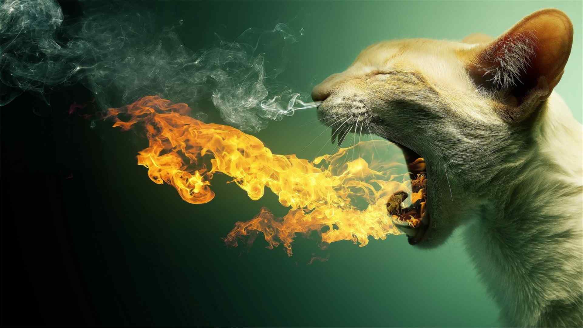 喷着火焰的小猫高清壁纸