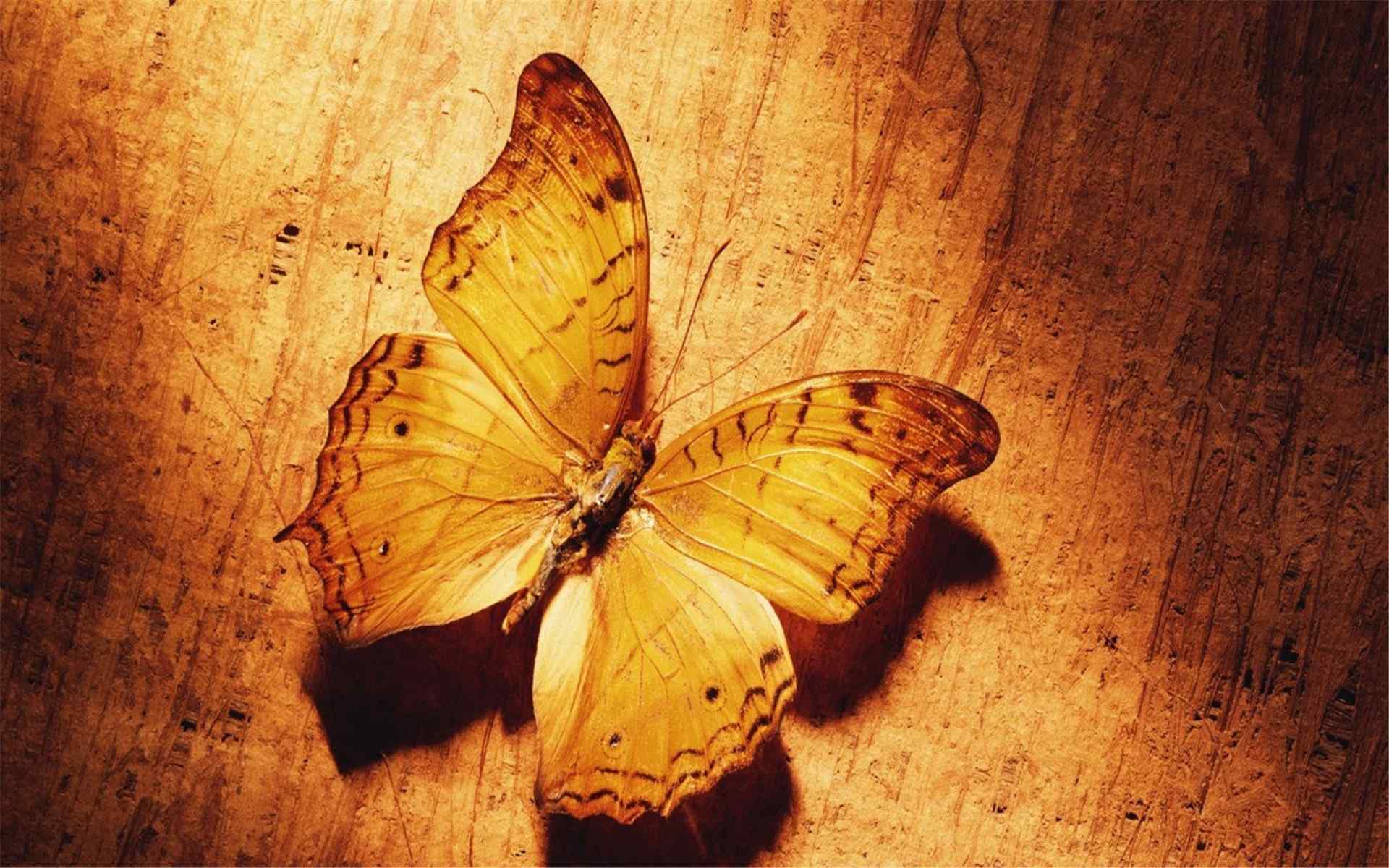 一只金色的蝴蝶怀旧风格高清壁纸