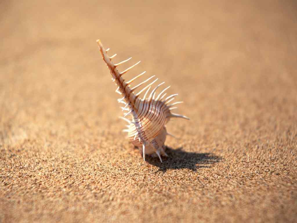 海螺电脑壁纸-Shell in golden sand
