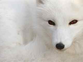 雪白可爱火狐电脑壁纸-Polar silver fox