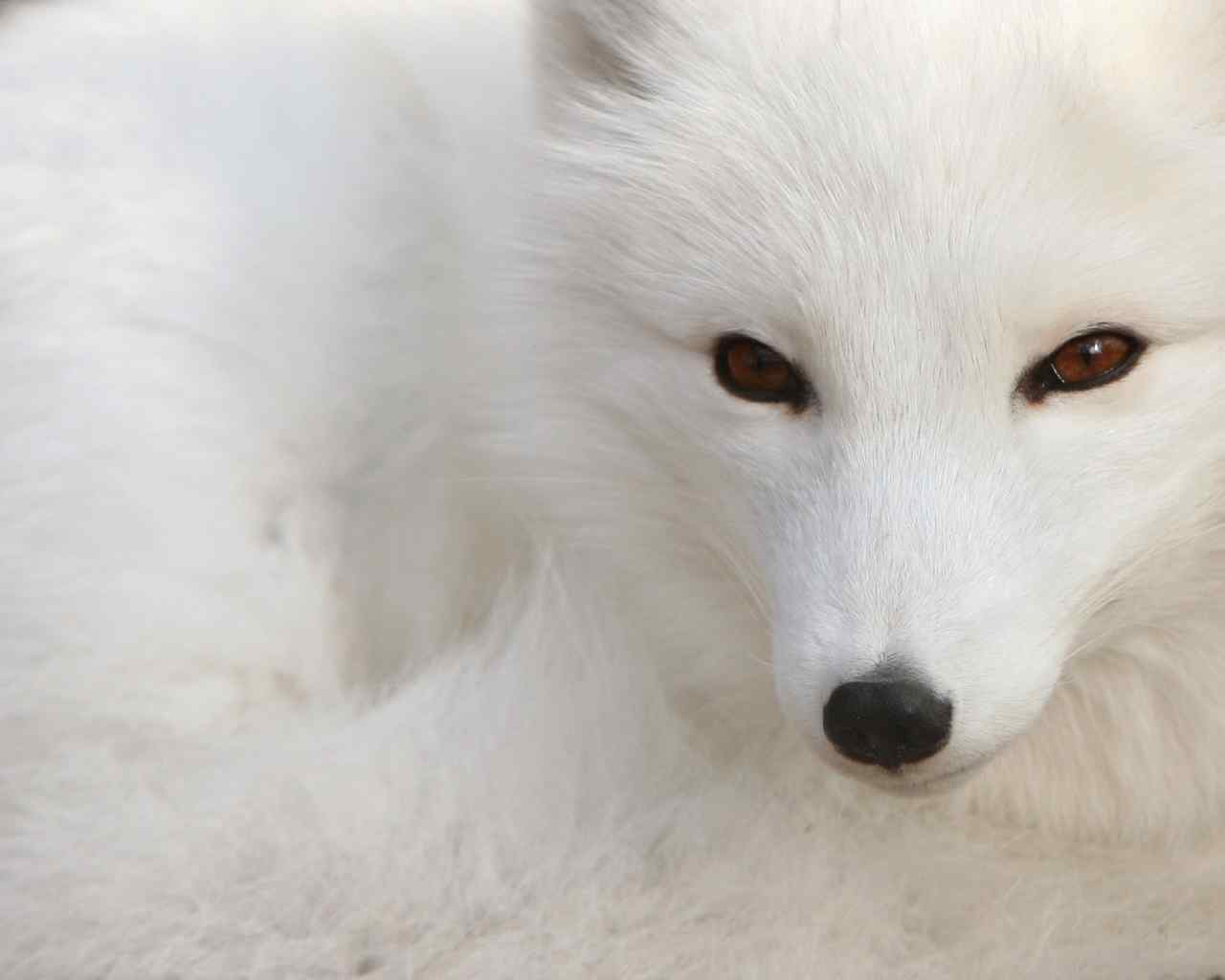 雪白可爱火狐电脑壁纸-Polar silver fox