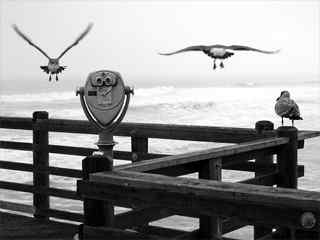 高空翱翔的鸟-Three Birds on a Pier