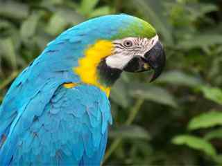 蓝金刚鹦鹉壁纸-Blue Macaw Parrot Wallpaper