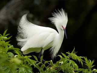 漂亮白鹭壁纸- Snowy Egret in Breeding Plumage Wallpaper