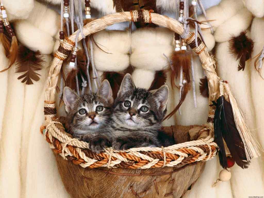 篮子里的猫壁纸-Kittens in a basket