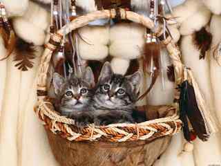 篮子里的猫壁纸-Kittens in a basket