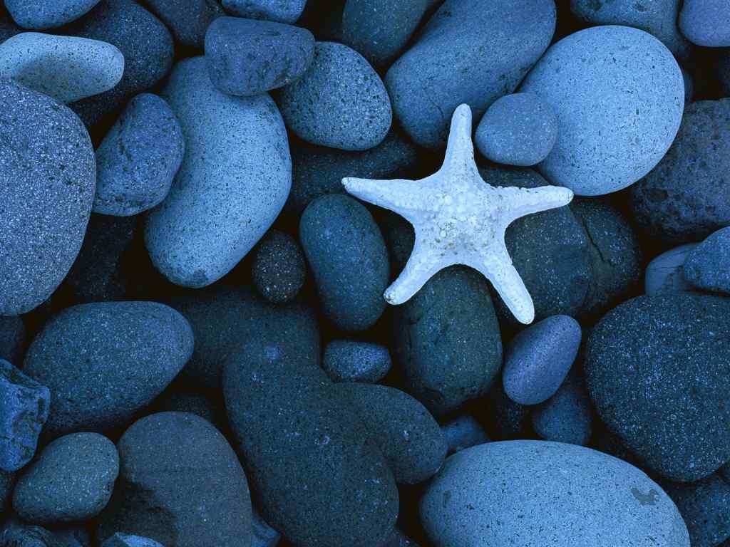 海星壁纸-Sea Star on a Rocky Beach