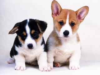 可爱小狗壁纸-2 cute dogs