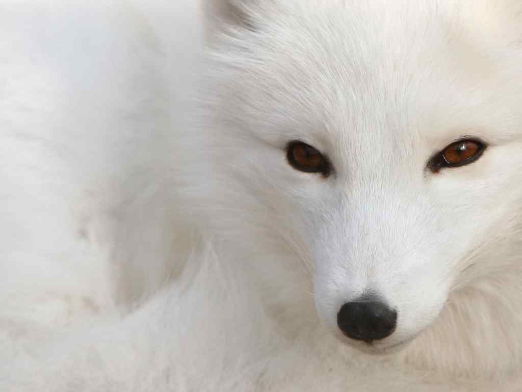 白狐壁纸-A polar fox