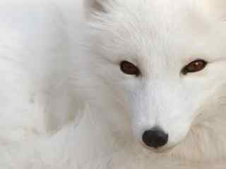 白狐壁纸-A polar fox