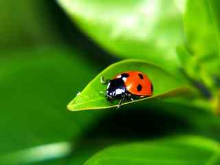 可爱红瓢虫壁纸-Red ladybug
