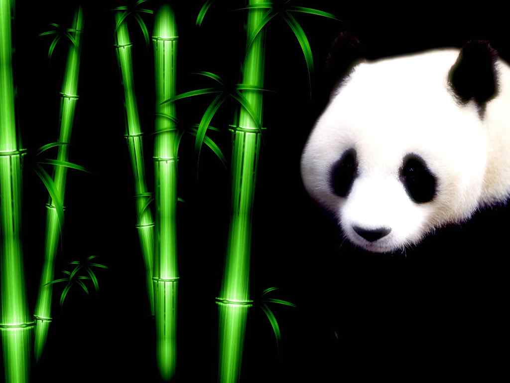 可爱大熊猫壁纸-panda