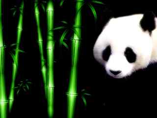 可爱大熊猫壁纸-panda