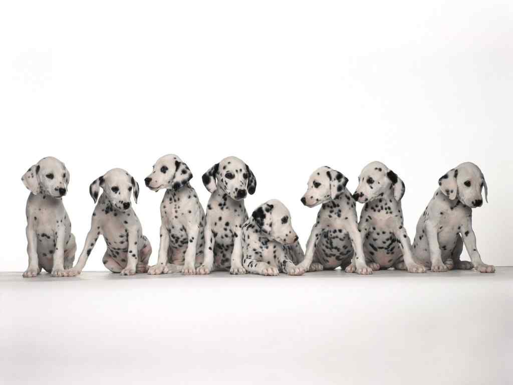 一群斑点狗壁纸-Many dalmatians