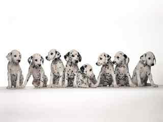 一群斑点狗壁纸-Many dalmatians