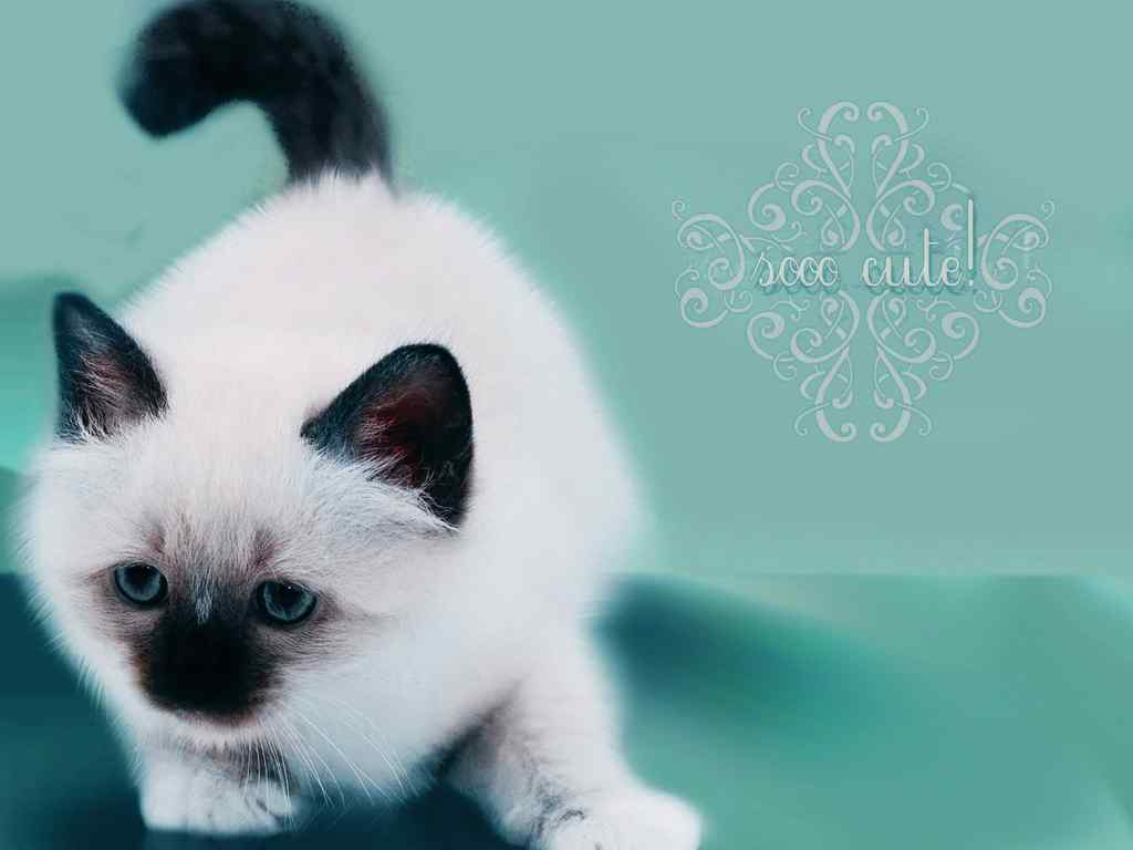 可爱白猫桌面壁纸