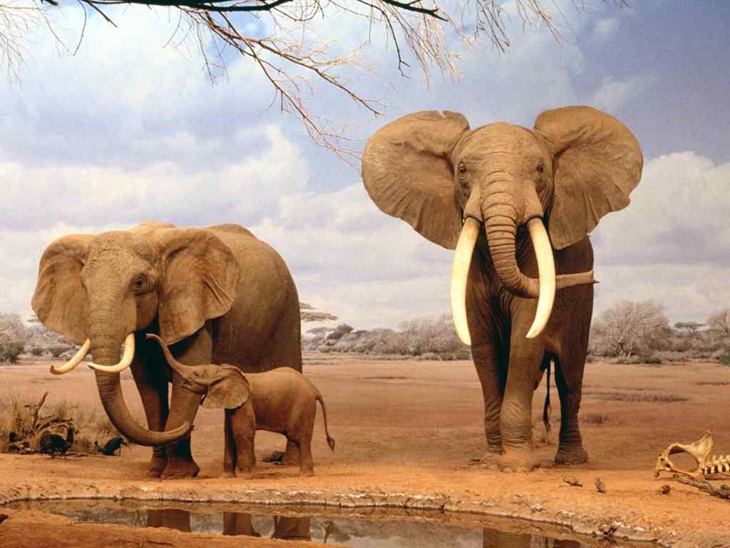 非洲像桌面壁纸-Elephant