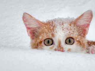 雪地中的小猫咪壁