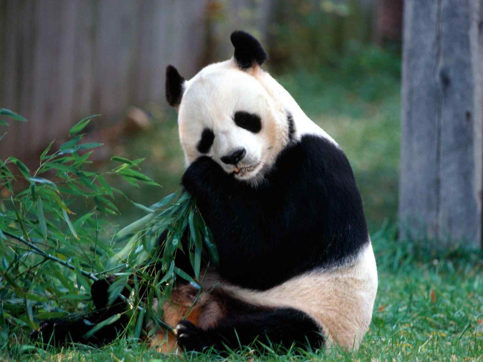 可爱大熊猫壁纸