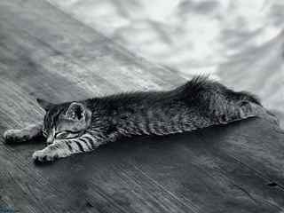 灰色可爱小猫咪壁纸