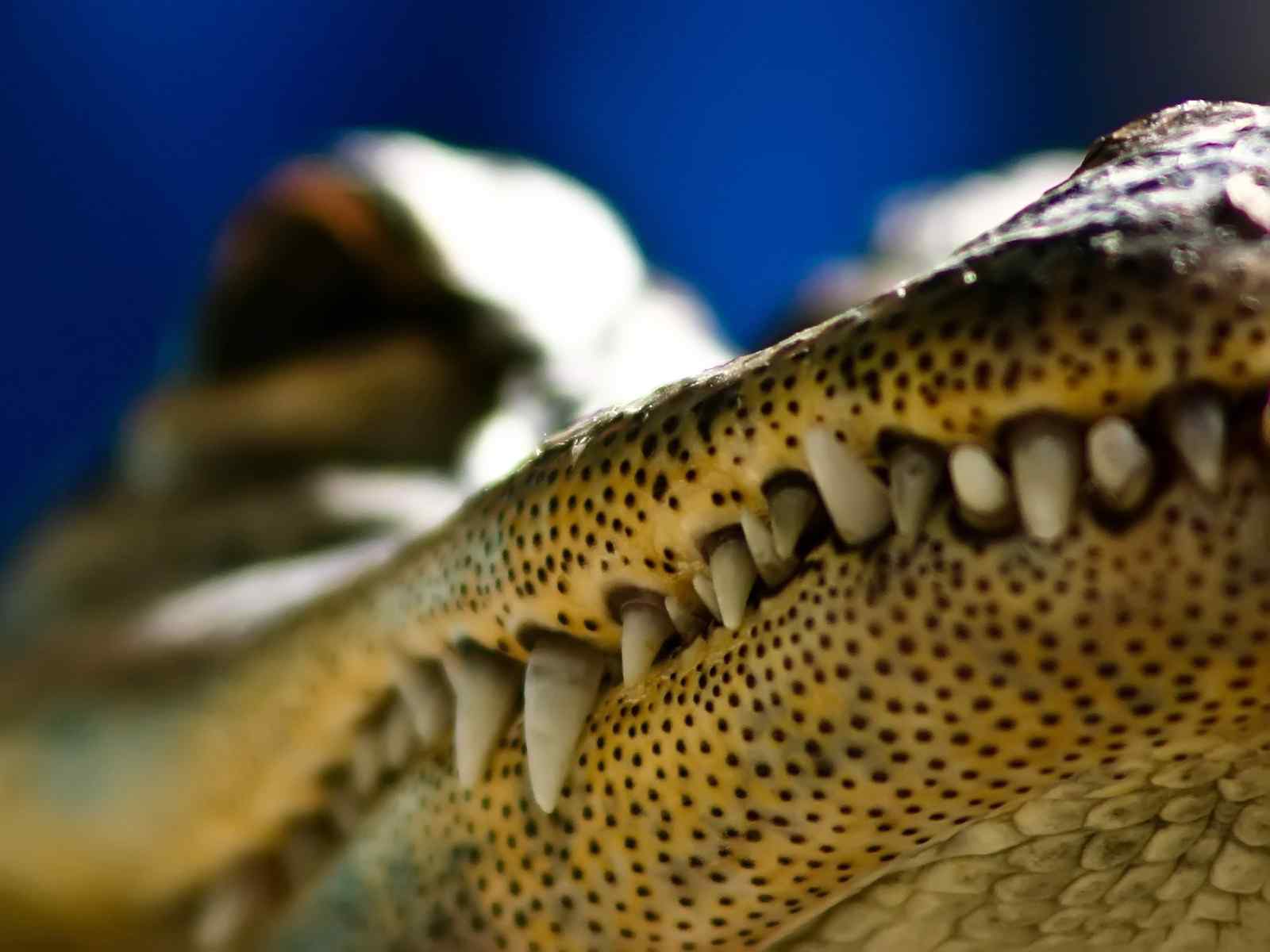 鳄鱼 动物园 嘴 - Pixabay上的免费照片 - Pixabay