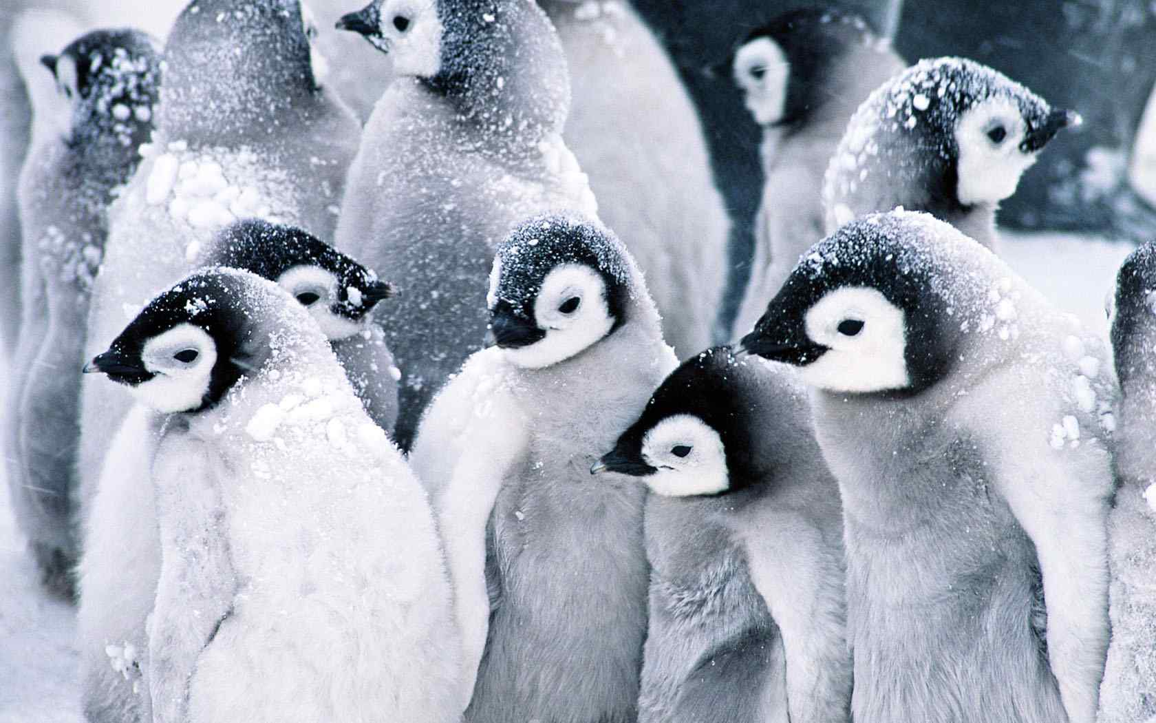 北极企鹅摄影壁纸